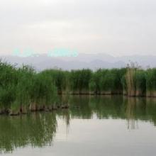 ǱĬ